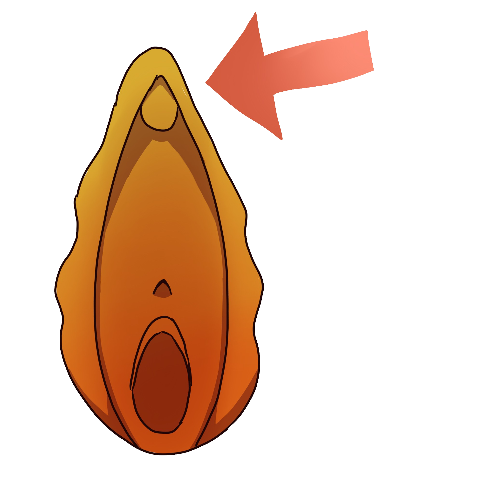 image of a yellow and orange vulva with an arrow pointing to the clitoris